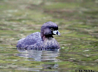 MACÁ PICO GRUESO (Podilymbus podiceps) - Laguna del Diario-MALDONADO (Junio 2011)